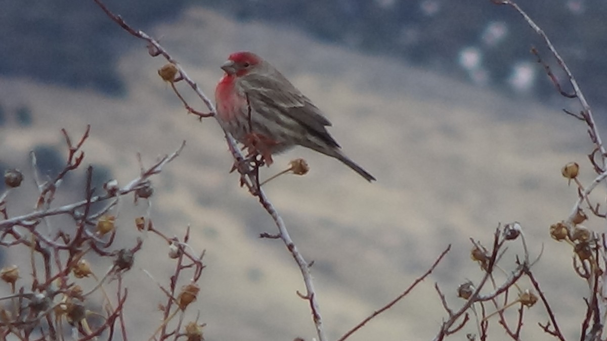 House Finch - ML630304327