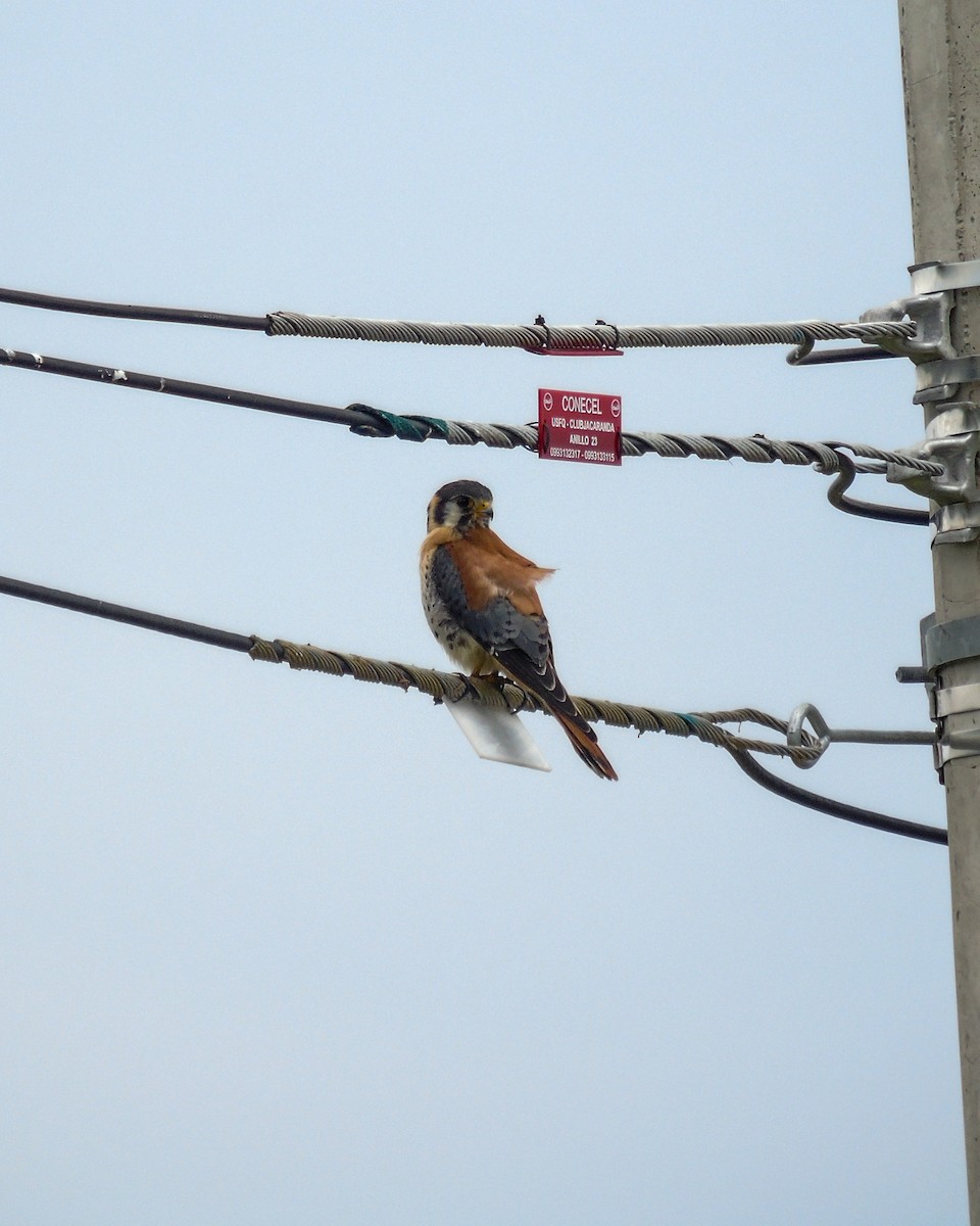 American Kestrel - ML630304332