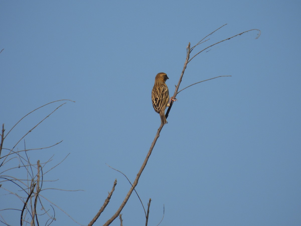 Baya Weaver - ML630304358