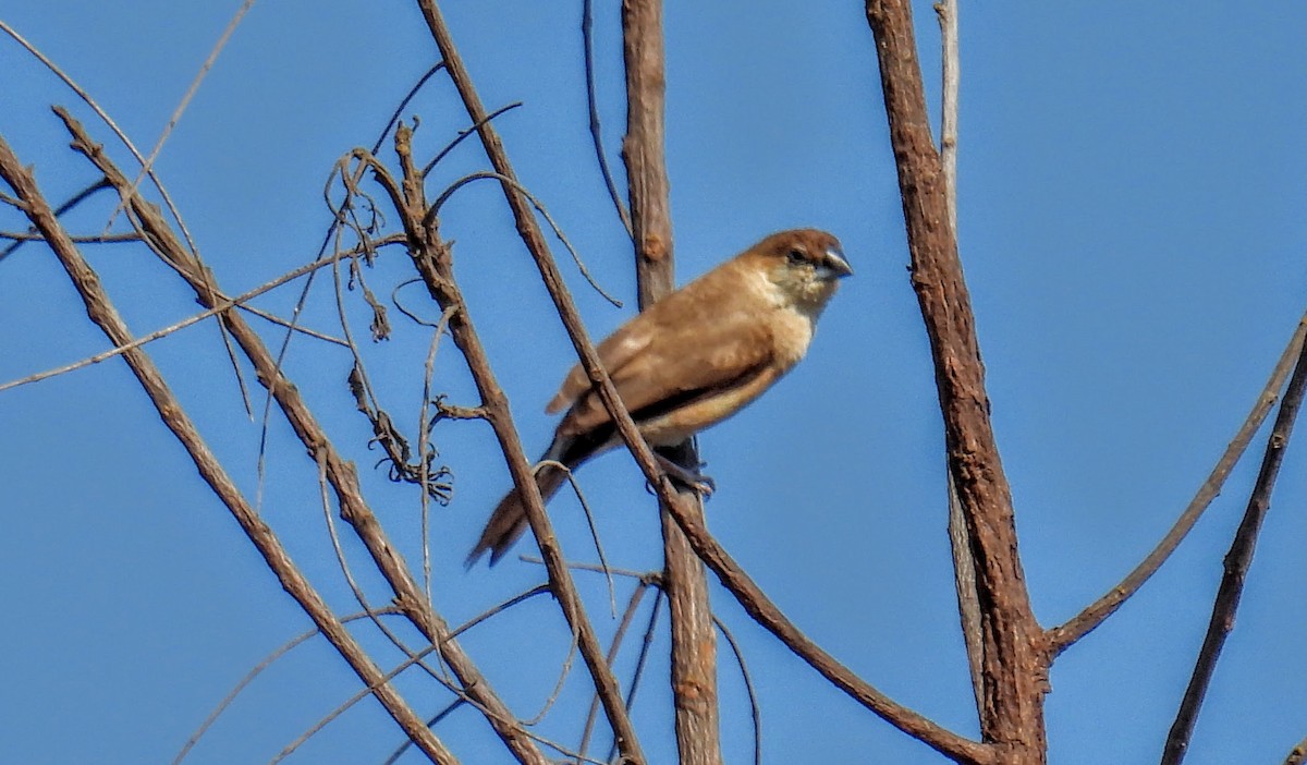 Indian Silverbill - ML630304400