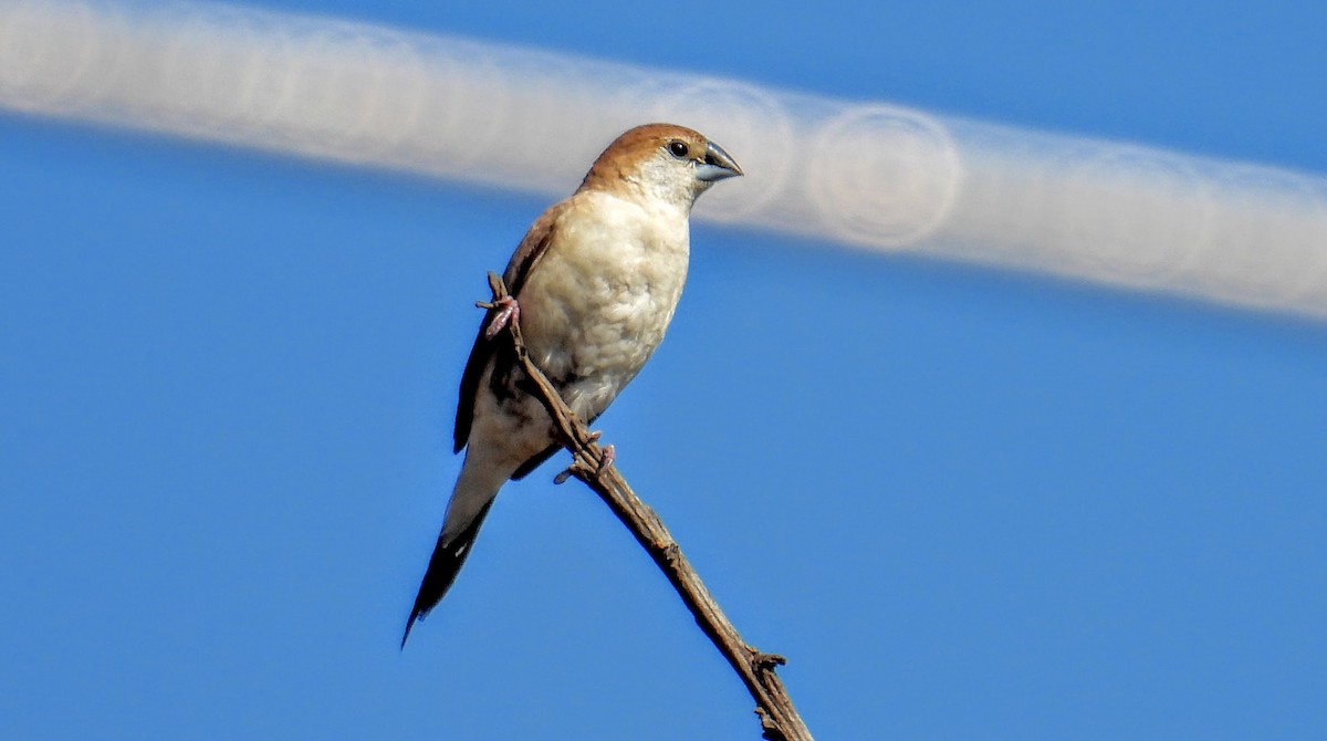 Indian Silverbill - ML630304401