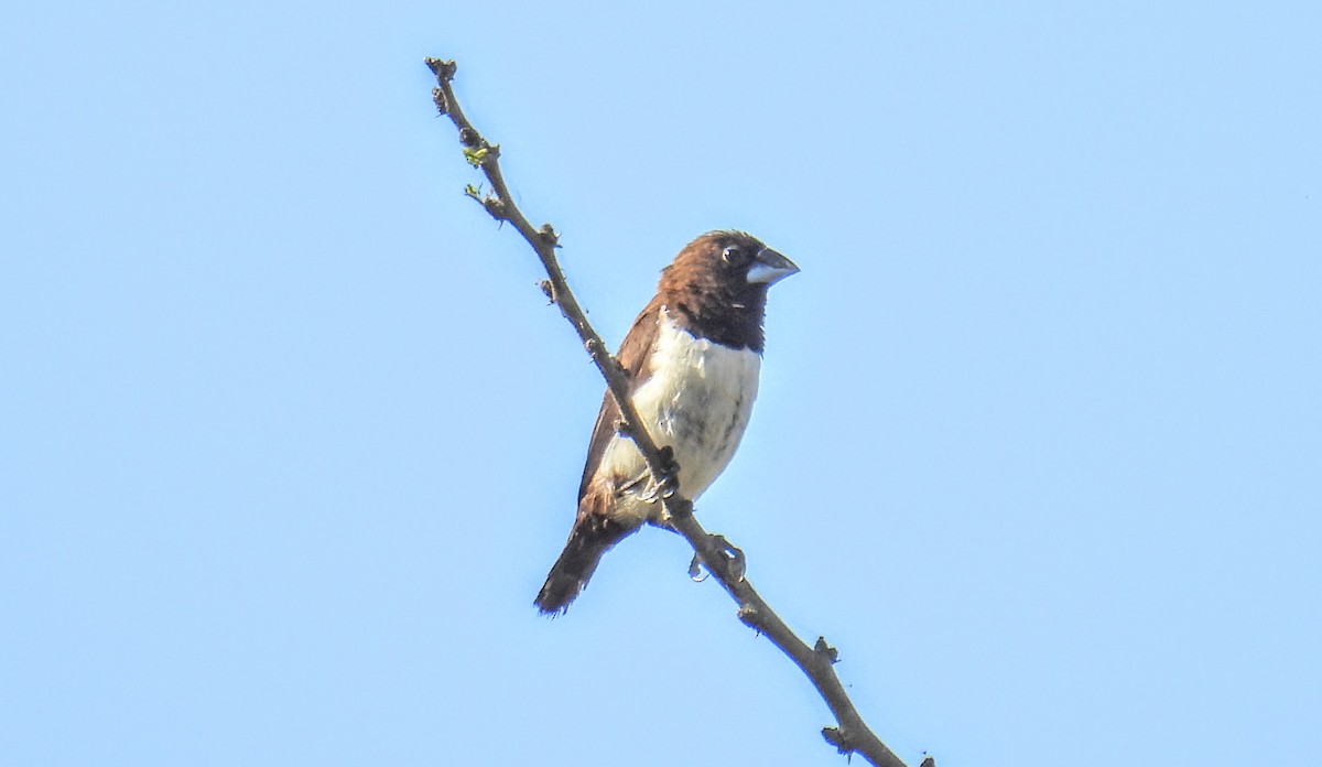 White-rumped Munia - ML630304409