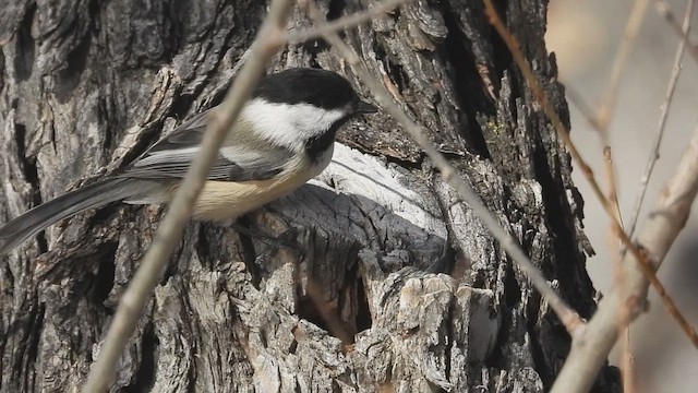 Black-capped Chickadee - ML630304735