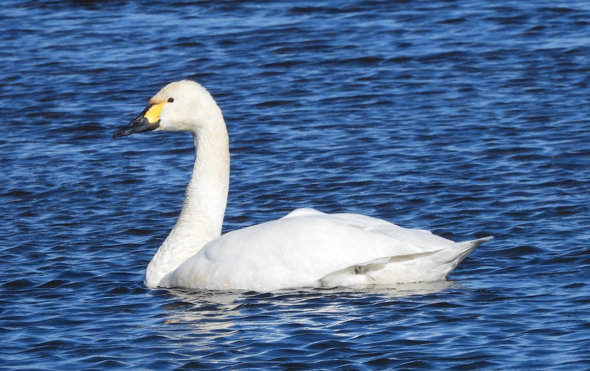 labuť malá - ML630305374