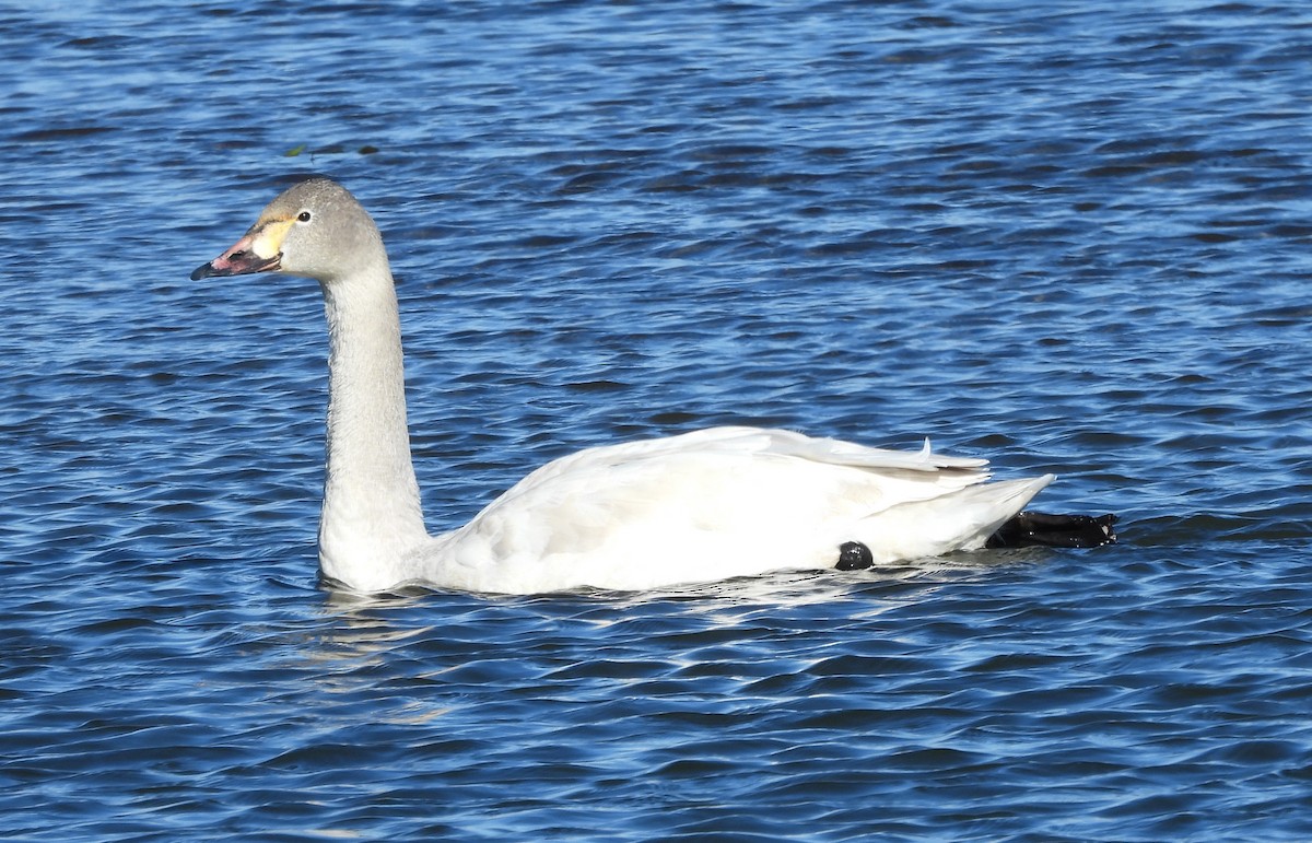 labuť malá - ML630305376