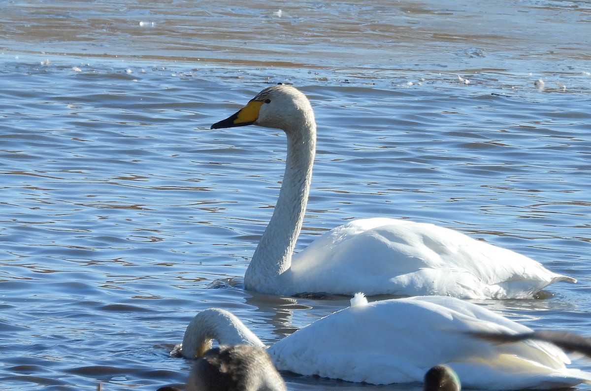 labuť zpěvná - ML630305387