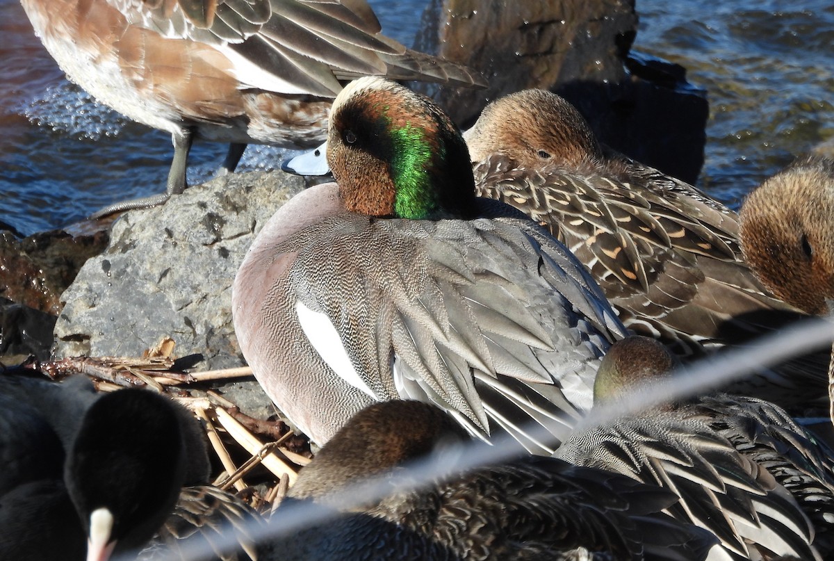 hvízdák eurasijský x americký (hybrid) - ML630305391