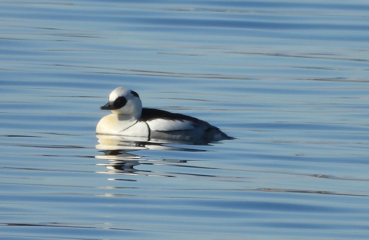 morčák malý - ML630305396