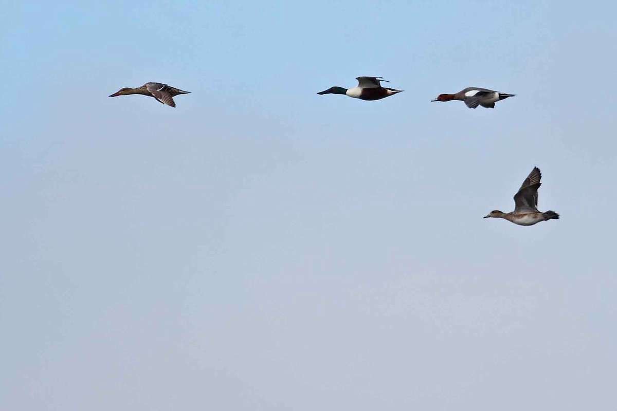 Canard souchet - ML630305446
