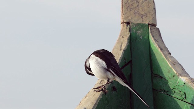 African Pied Wagtail - ML630305629