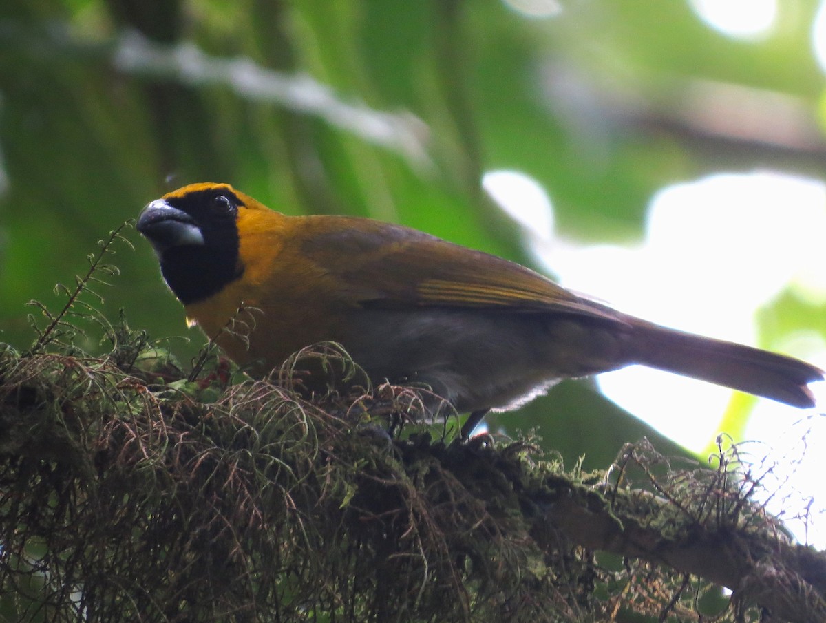 Black-faced Grosbeak - Sasha Robinson