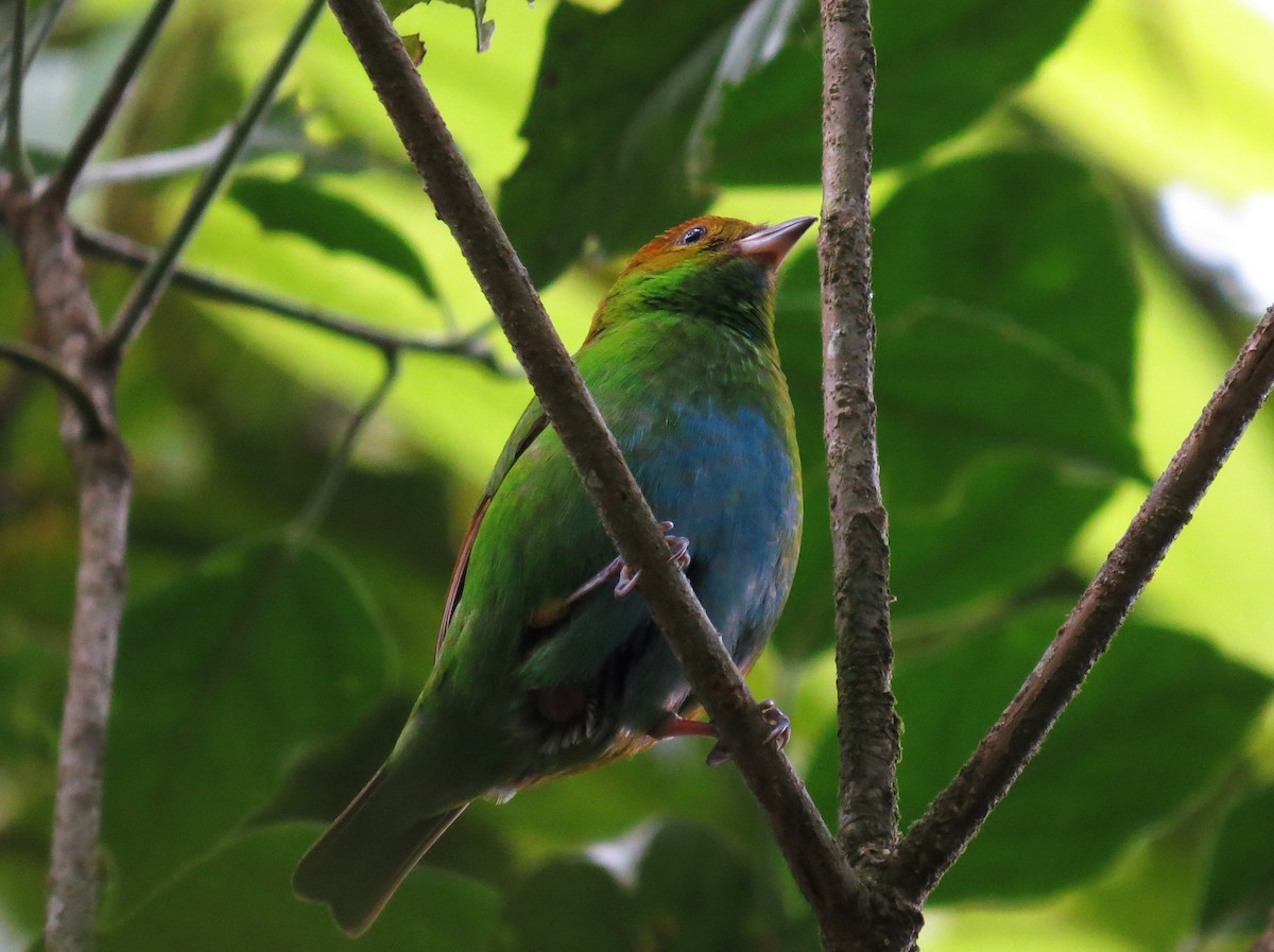 Rufous-winged Tanager - Sasha Robinson