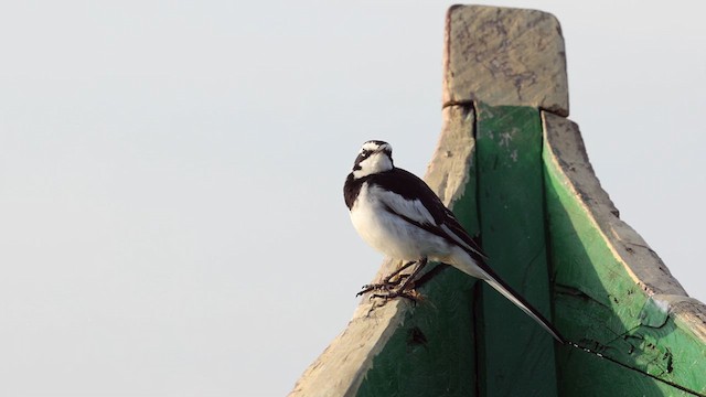 African Pied Wagtail - ML630305841