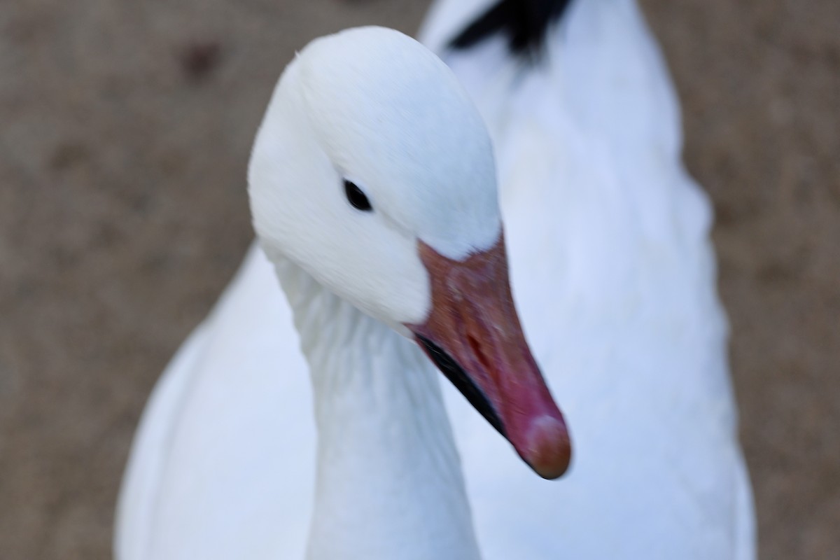 husa sněžní - ML630306026