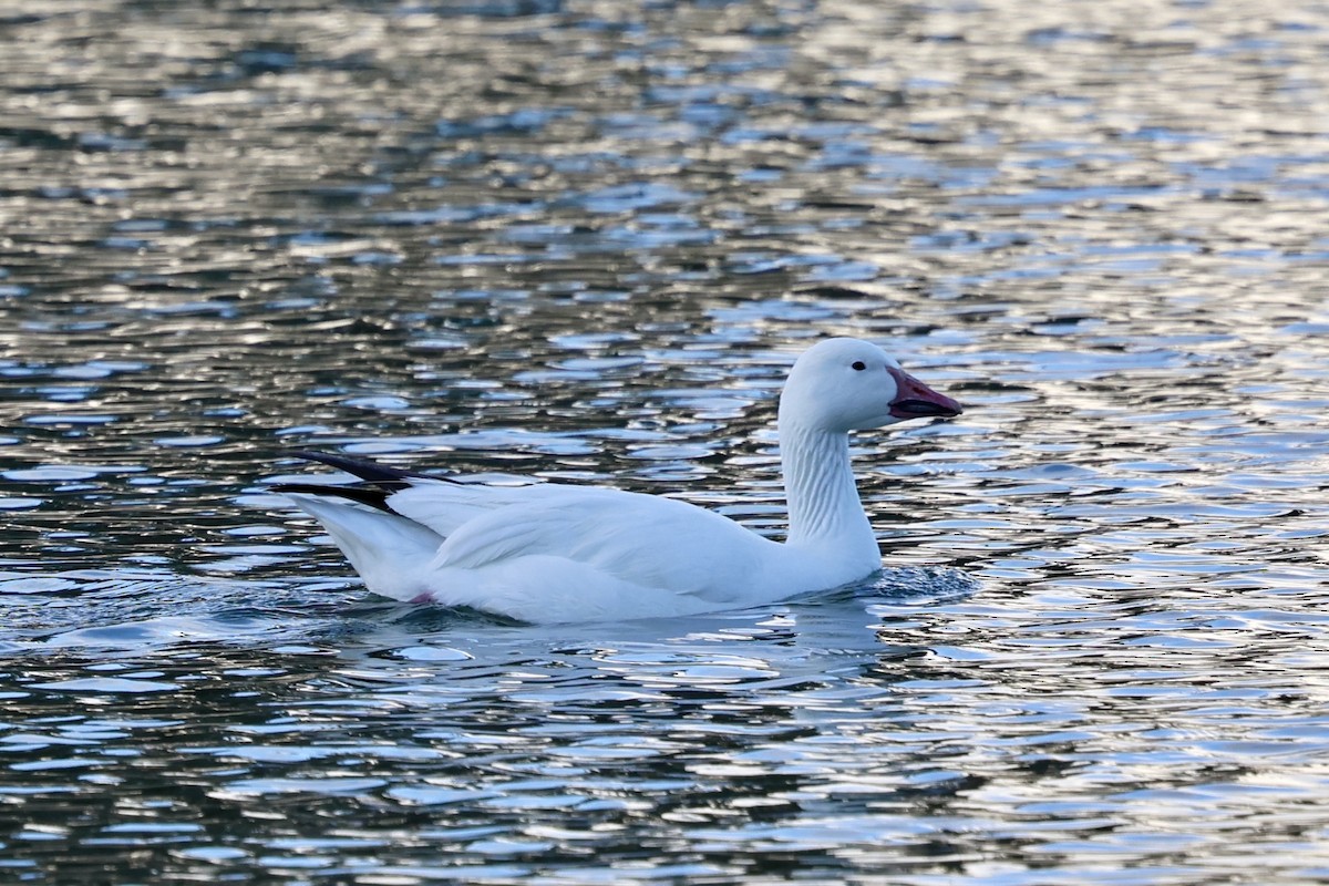 husa sněžní - ML630306027