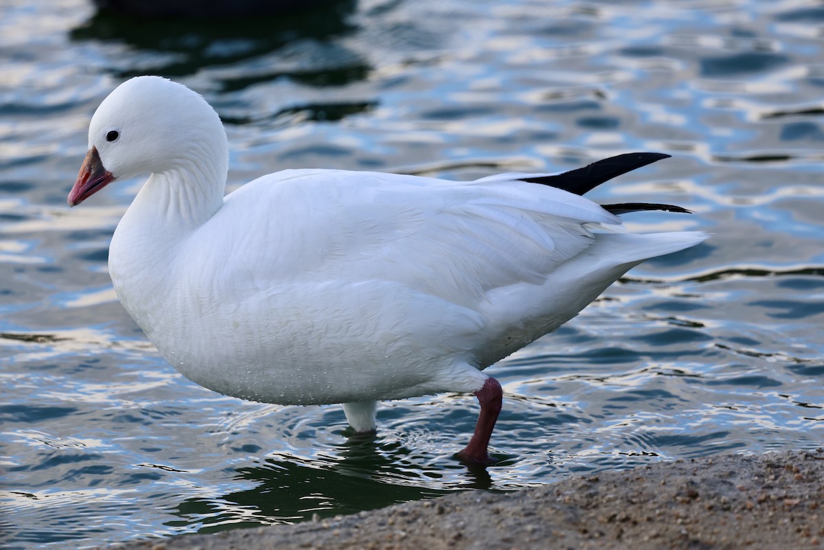 husa bělostná - ML630306030