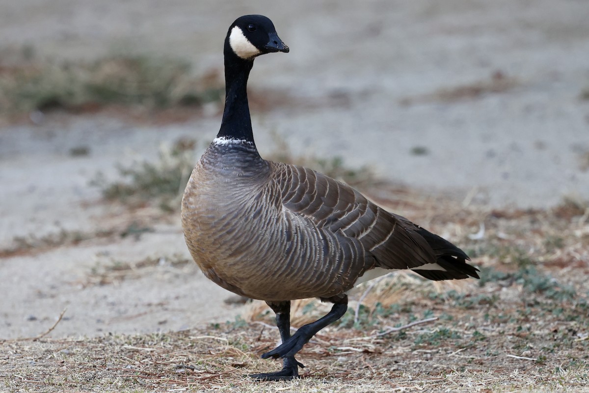 berneška malá - ML630306042