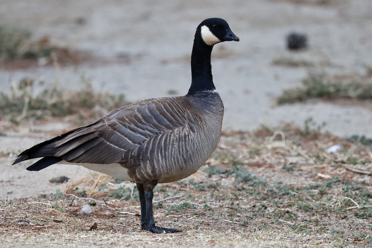 berneška malá - ML630306043