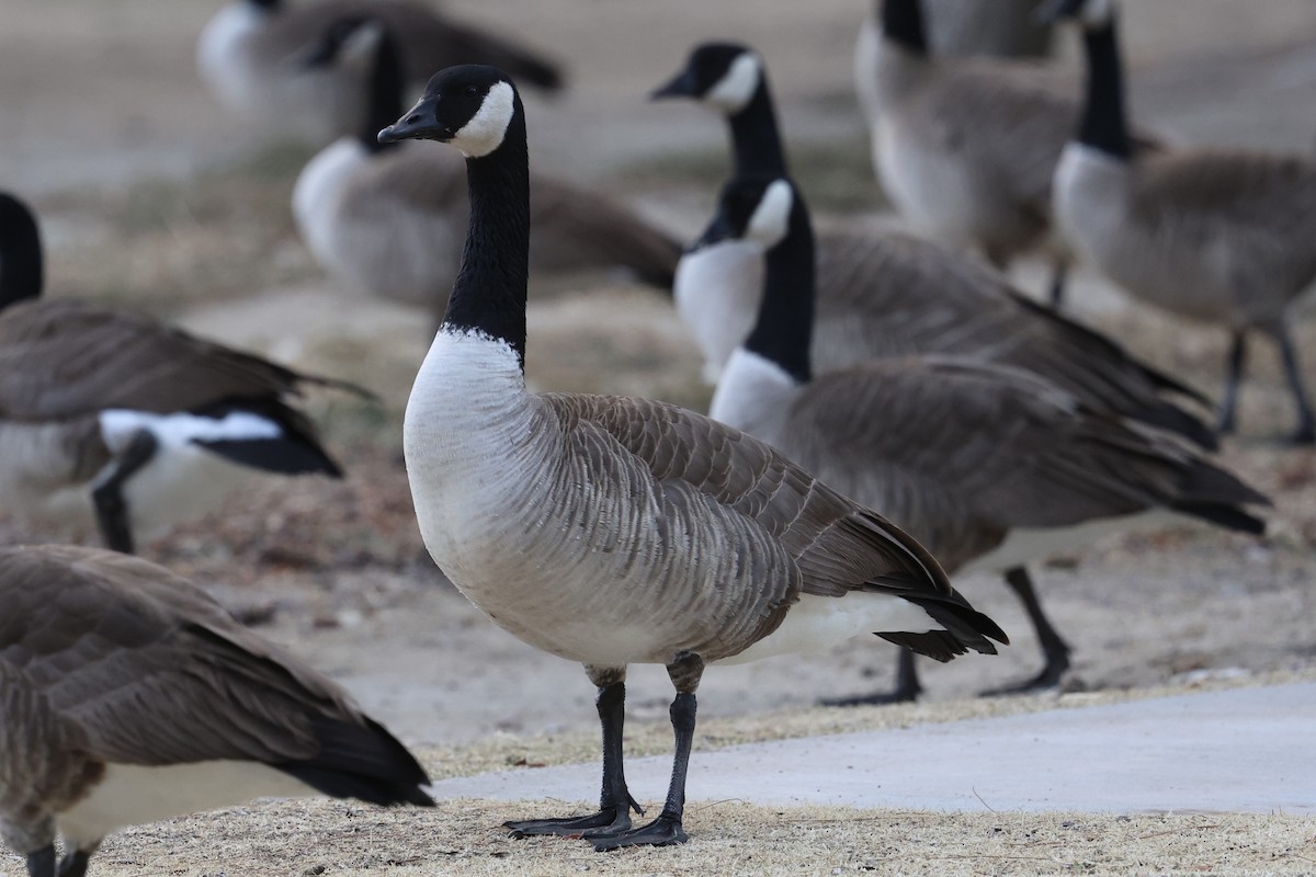 berneška velká - ML630306046