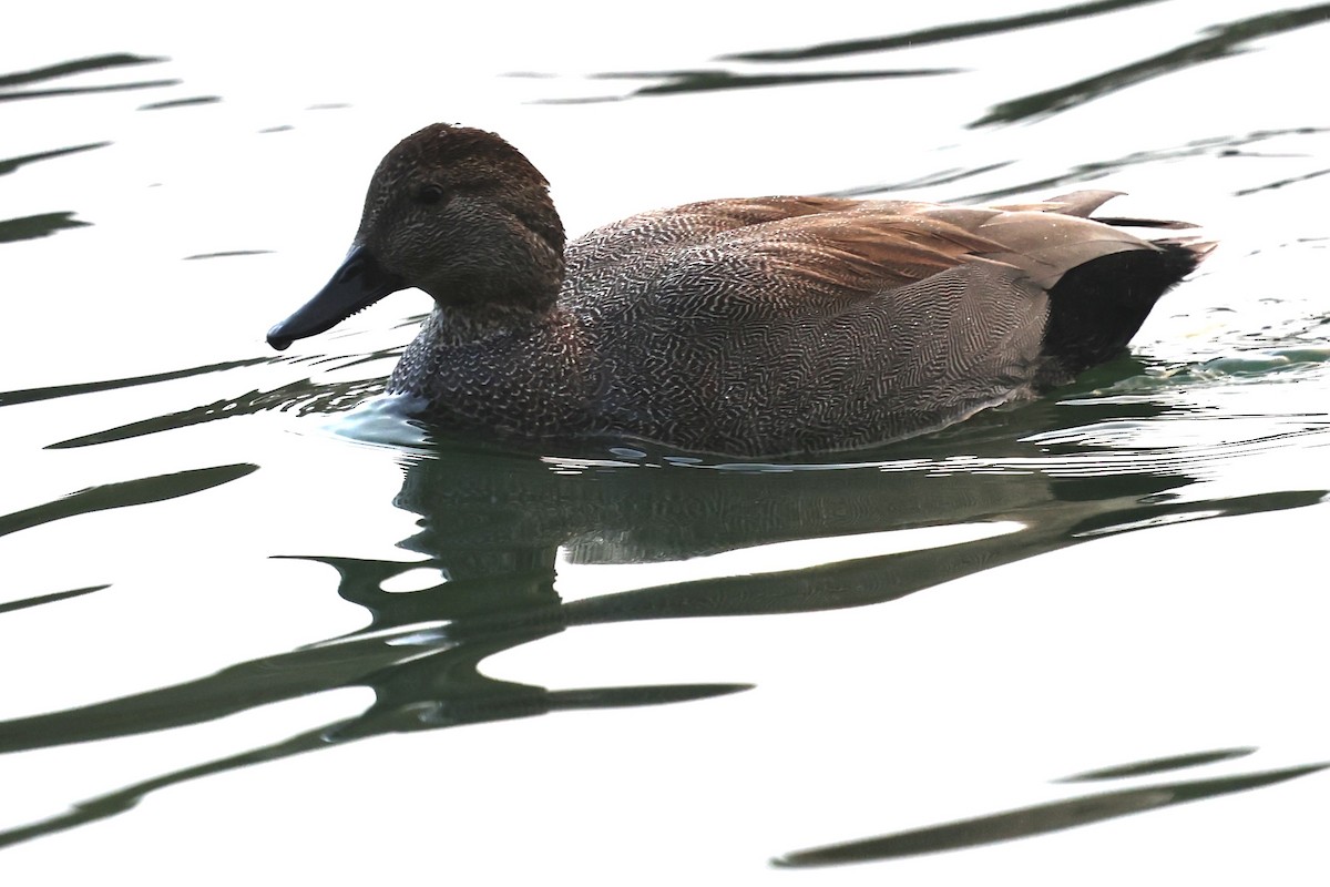 kopřivka obecná - ML630306055
