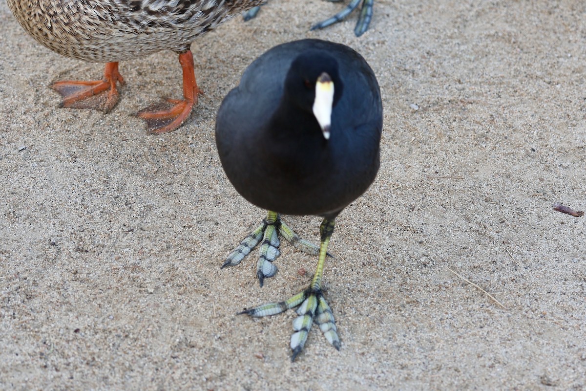 lyska americká - ML630306059