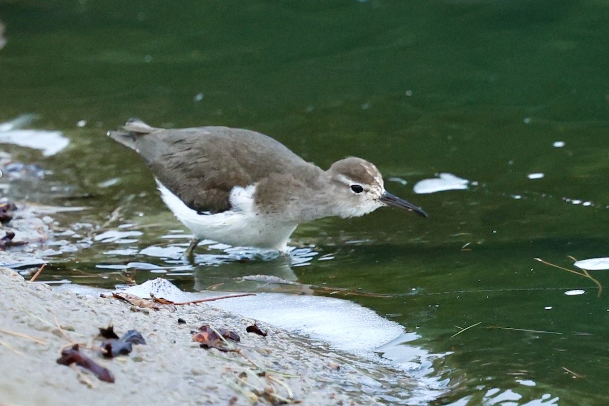 pisík americký - ML630306066