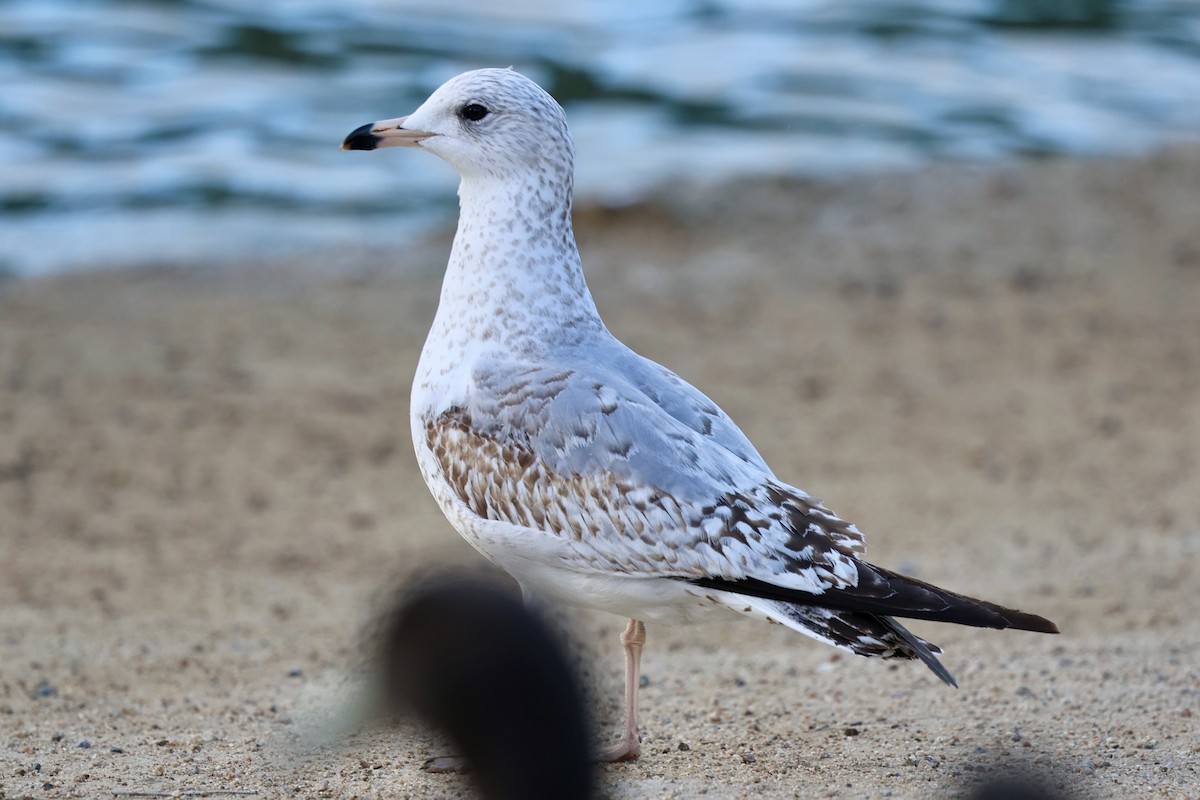 racek kroužkozobý - ML630306068