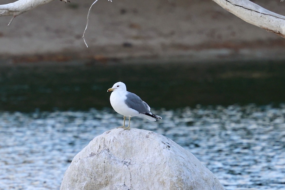 racek jezerní - ML630306072