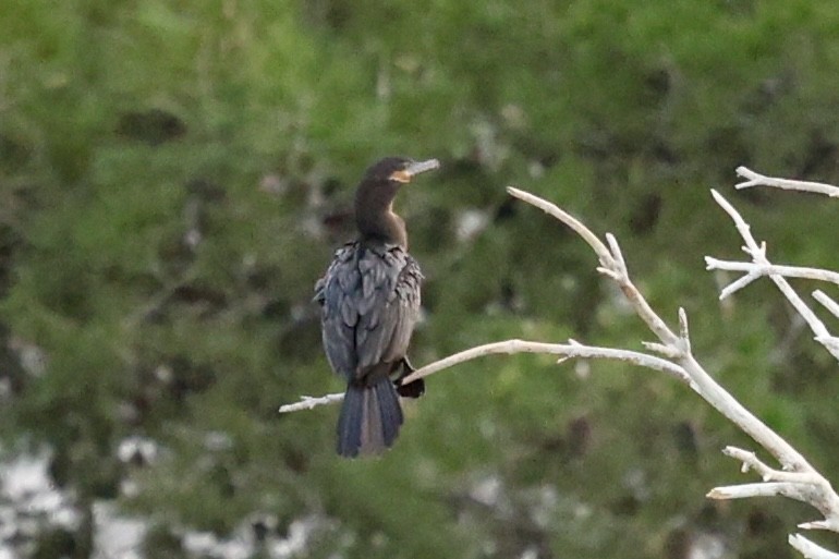 kormorán neotropický - ML630306076