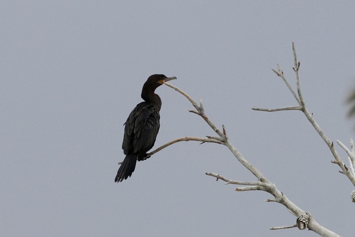 kormorán neotropický - ML630306077