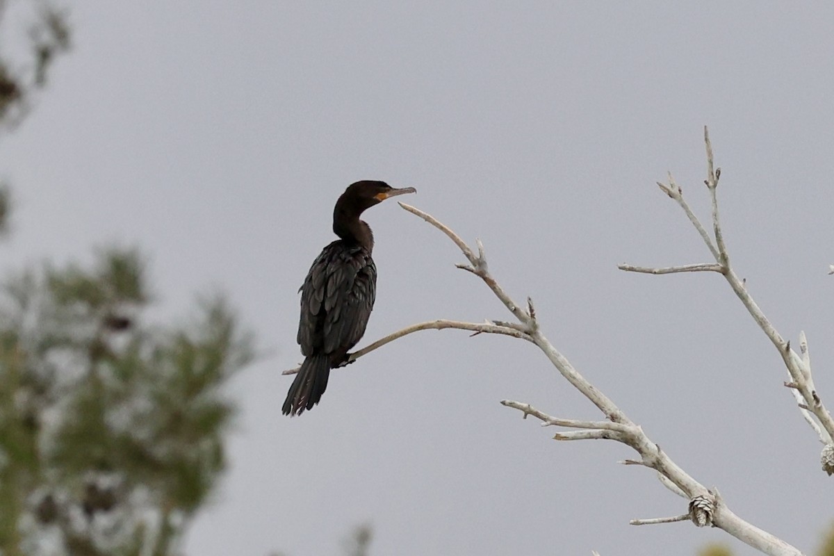 kormorán neotropický - ML630306078