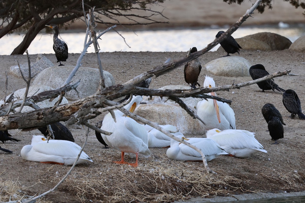 pelikán severoamerický - ML630306083