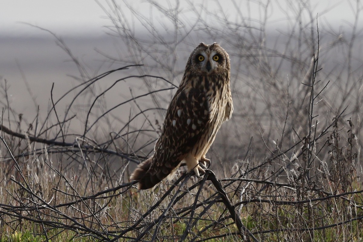 kalous pustovka - ML630306142