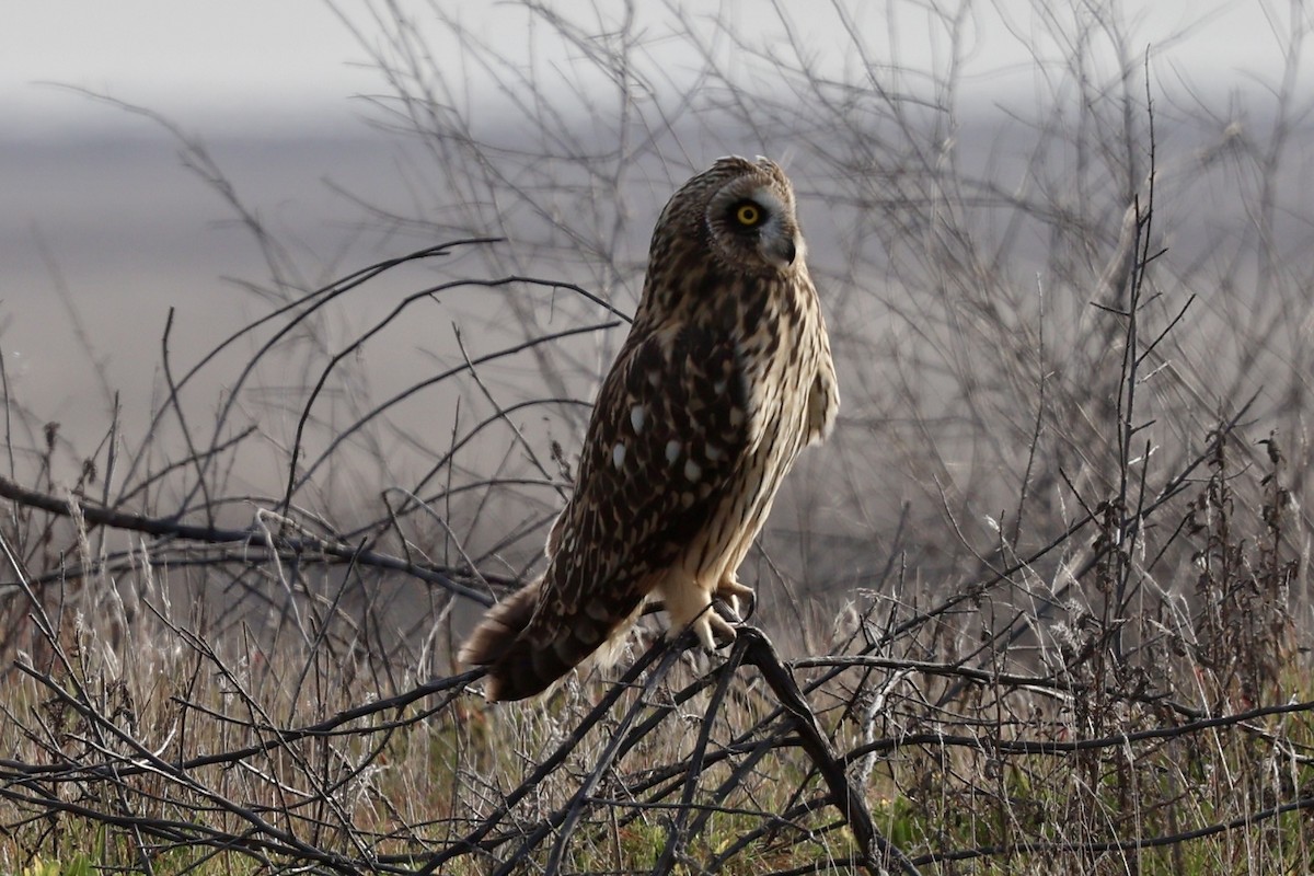 kalous pustovka - ML630306143