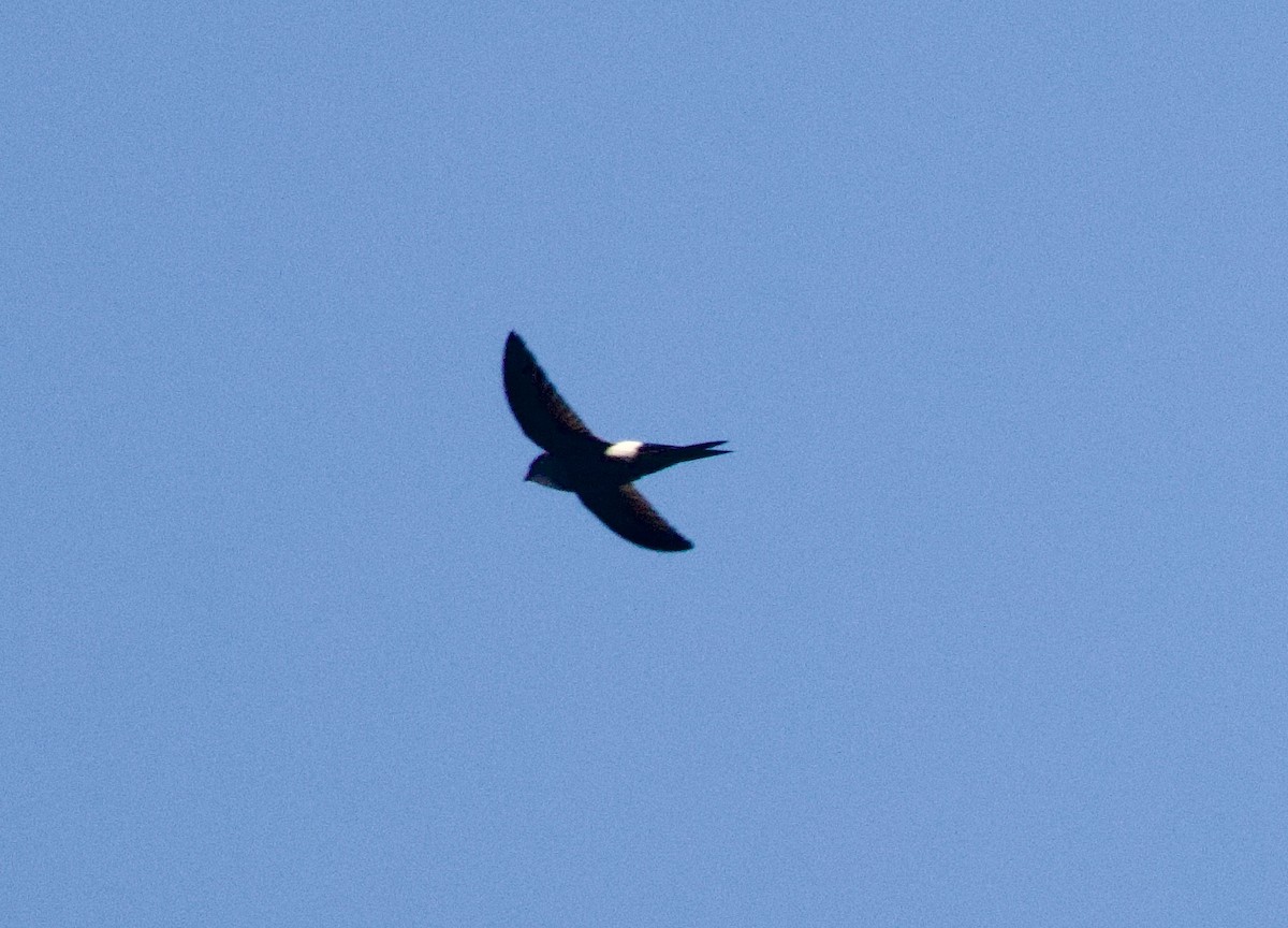 Blyth's Swift - ML630306177