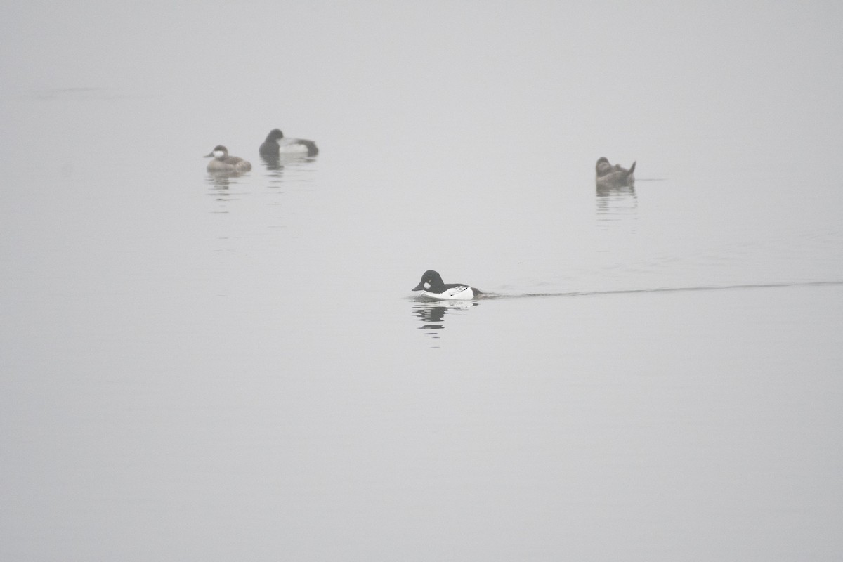 Common Goldeneye - ML630306194