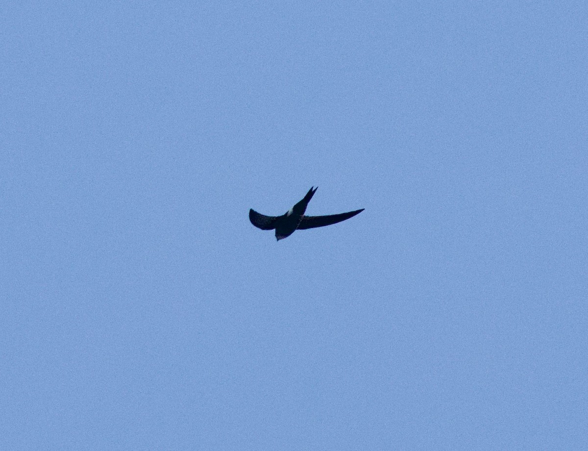 Blyth's Swift - ML630306266