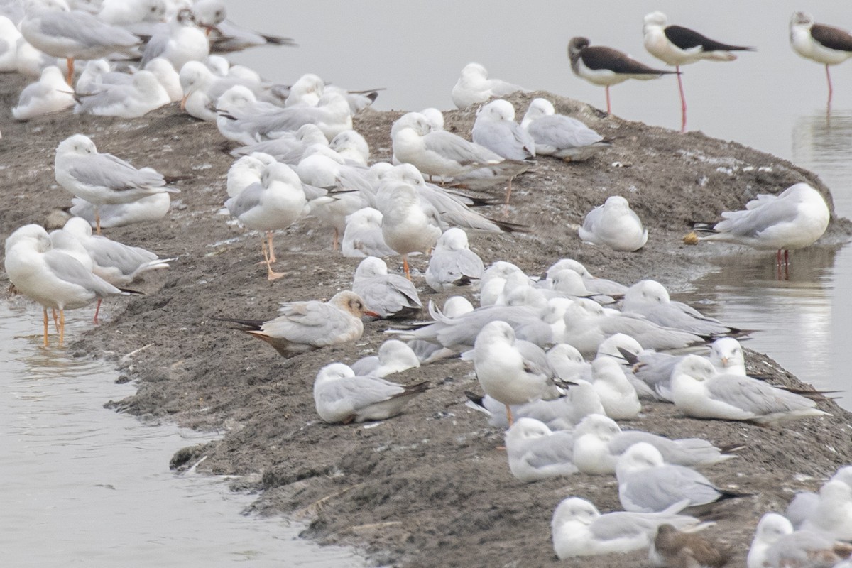 Black-headed/Brown-headed Gull - ML630306305