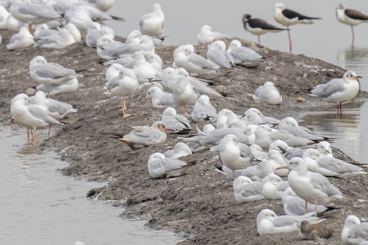Black-headed/Brown-headed Gull - ML630306306