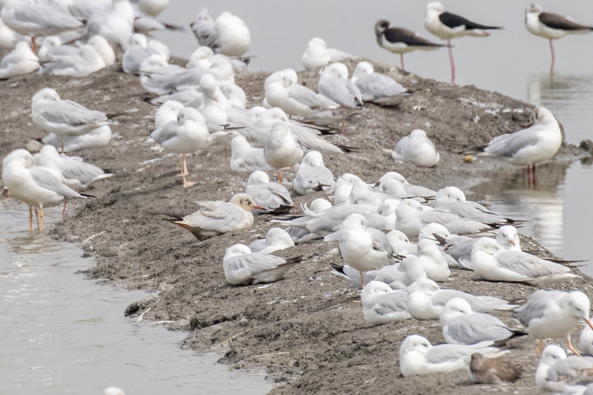 Black-headed/Brown-headed Gull - ML630306307
