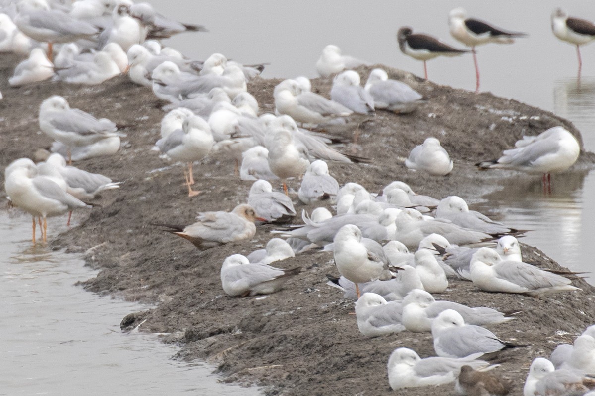 Black-headed/Brown-headed Gull - ML630306308