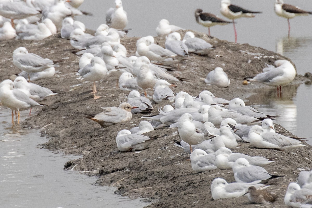 Black-headed/Brown-headed Gull - ML630306309