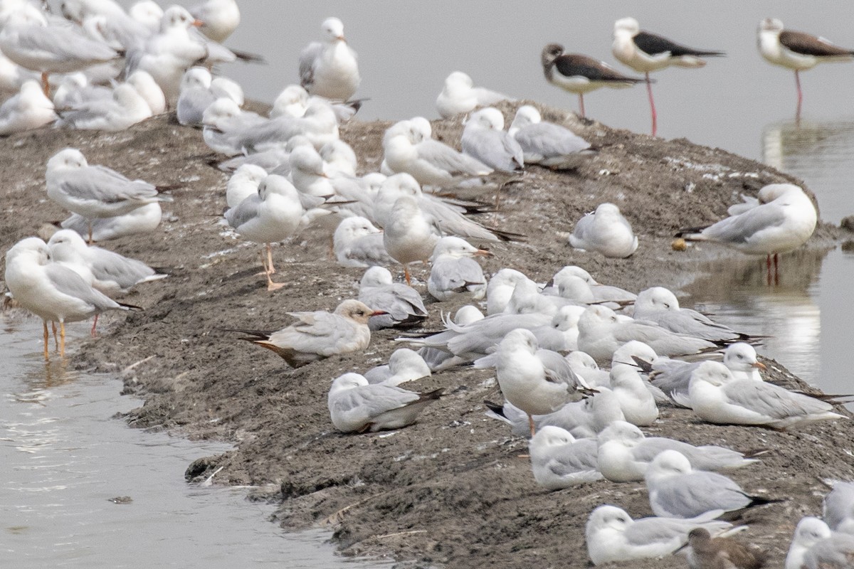 Black-headed/Brown-headed Gull - ML630306310