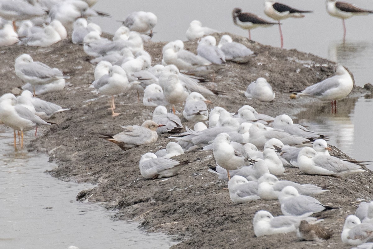 Black-headed/Brown-headed Gull - ML630306311