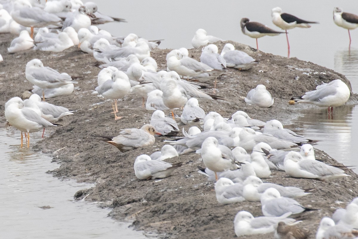 Black-headed/Brown-headed Gull - ML630306312