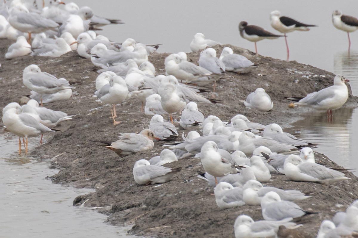 Black-headed/Brown-headed Gull - ML630306313