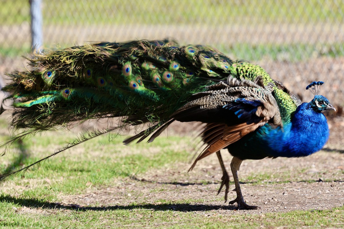 páv korunkatý (domestikovaný) - ML630306327