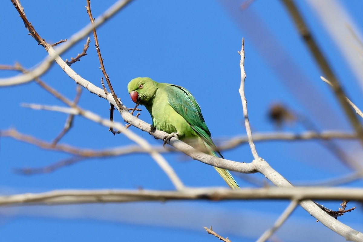 alexandr malý - ML630306439