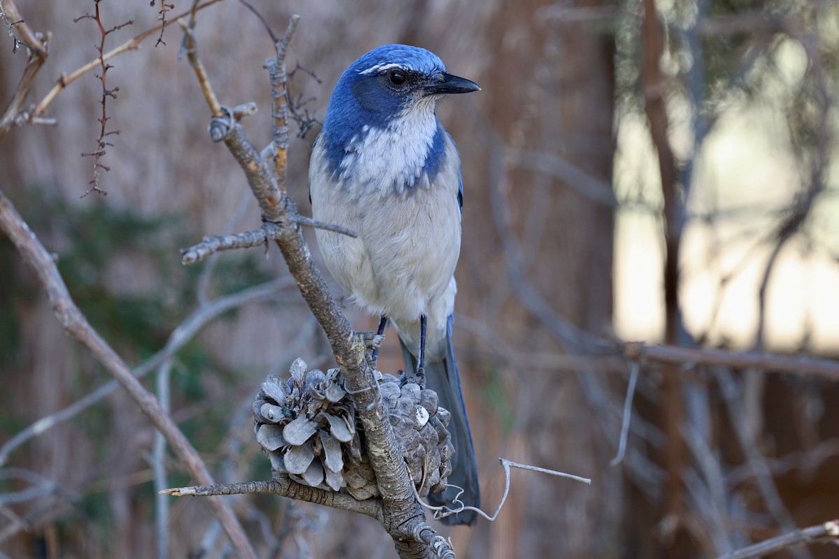 sojka západní - ML630306471