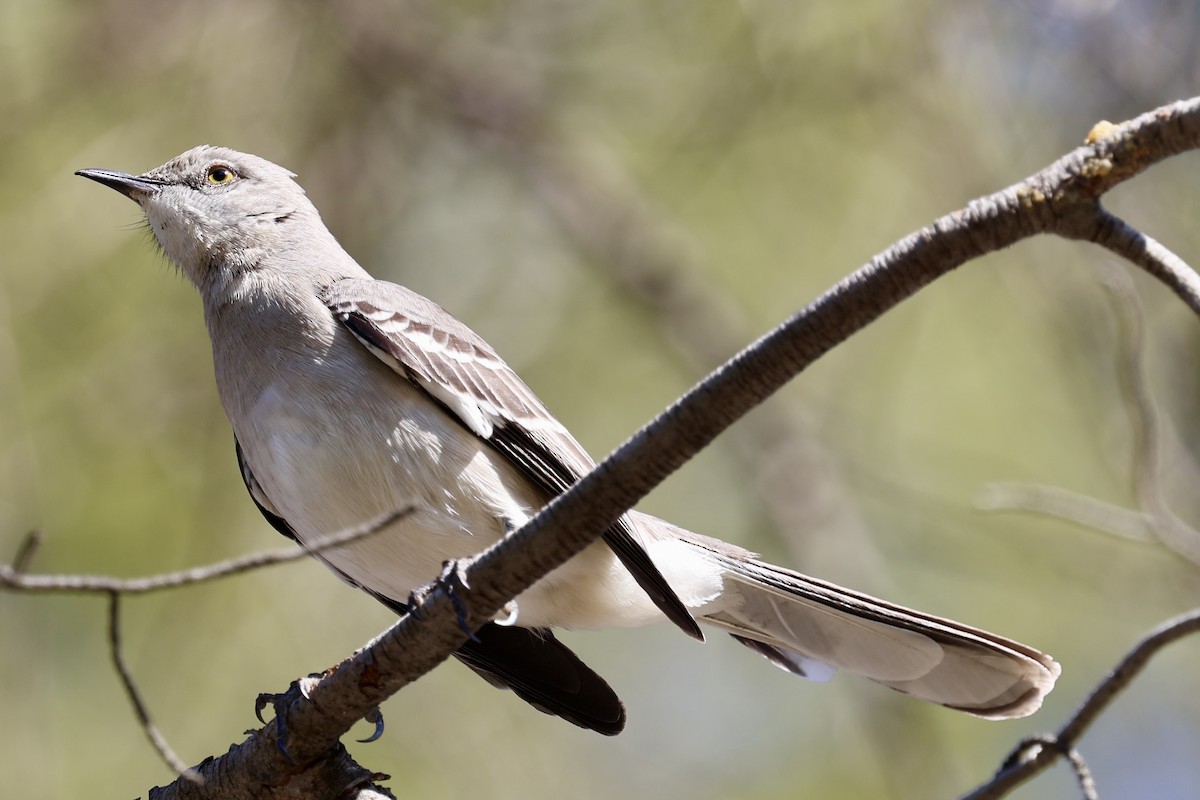 Northern Mockingbird - ML630306479